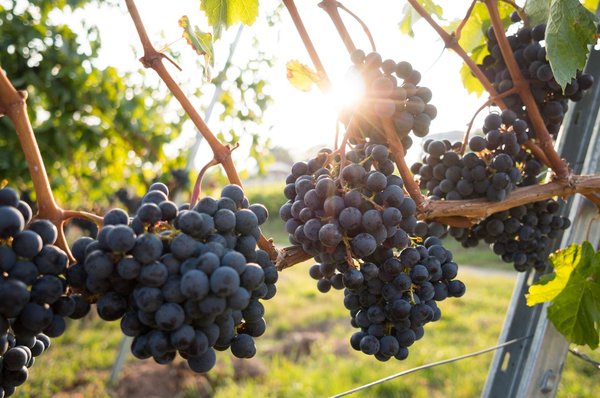 Vignoble A Vendre