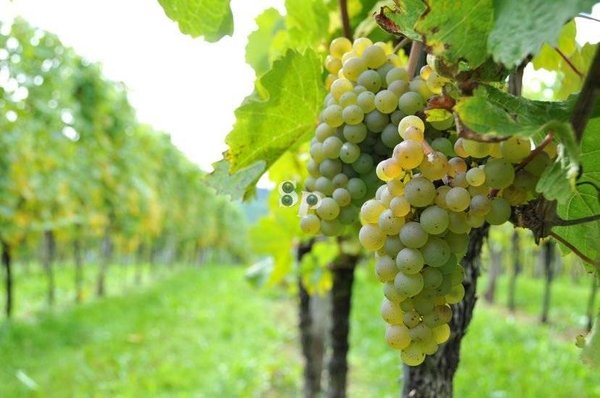 Quelques règles pour gérer un vignoble