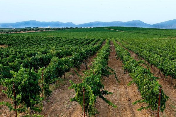 Dans quelle région française investir dans un vignoble ?