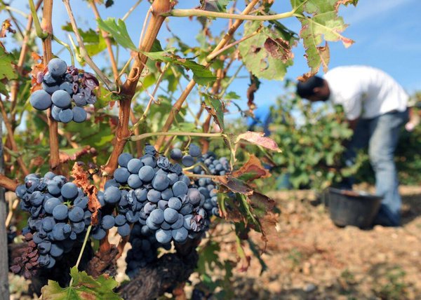 Comment devient-on vigneron sans être du sérail ?