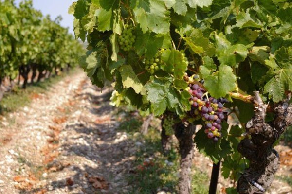 Quels critères pour choisir un vignoble ?