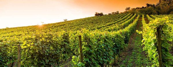 Partager sa vigne pour toucher une plus grande clientèle