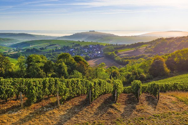 Investir dans un vignoble : Les avantages et les défis