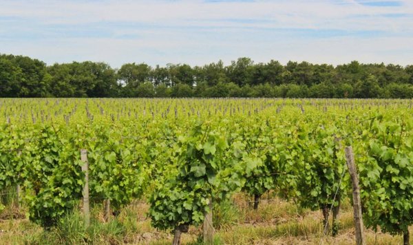Est-ce intéressant d'investir dans un vignoble en dehors de France ?