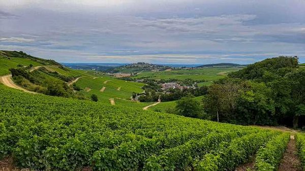 Les facteurs clés à prendre en compte lors de la cession d'un vignoble