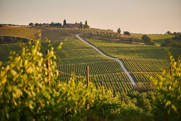 Quel est le parcours d'étude d'un agent immobilier spécialisé dans la vente de vignobles ?
