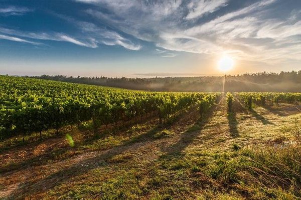Tout sur le métier d'agent immobilier spécialisé dans la vente de vignobles