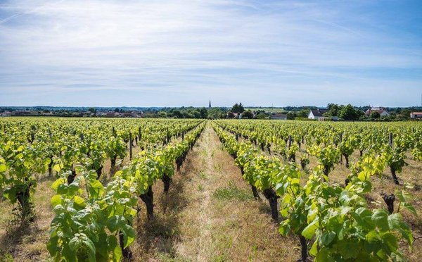 Comment vendre son vignoble au meilleur prix ?