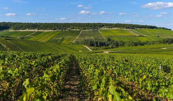 Comment agrandir son vignoble ?