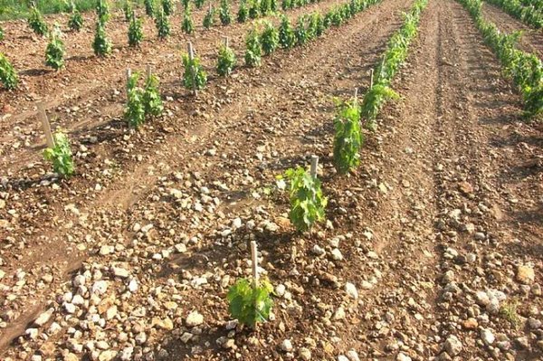 Comment planter un nouveau vignoble ?