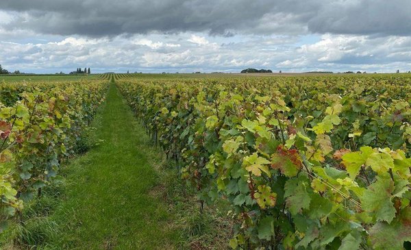 Quelles sont les conditions pour reprendre un vignoble ?