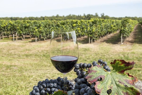 Comment investir efficacement dans le vin et le vignoble ?