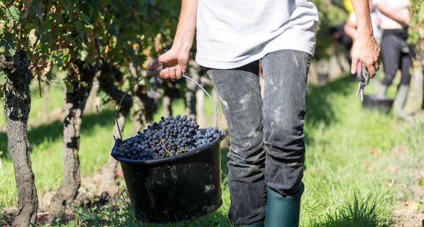Le vignoble français est-il en train de s'essouffler ?
