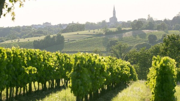 Où acheter un vignoble ?